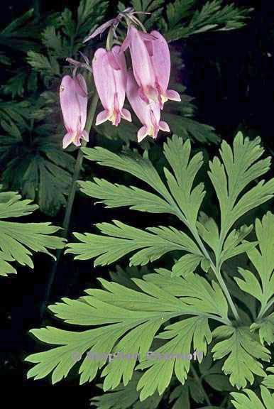 dicentra formosa 3 graphic